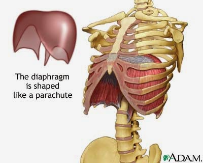  See...this is a diaphragm. Got it? Great. Next up...how to deep belly breathe (aka diaphragmatic breathing).